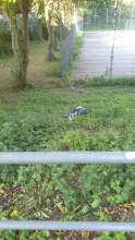 Bild zu gemeldetem Anliegen vom *2025-06-20 07:24:36