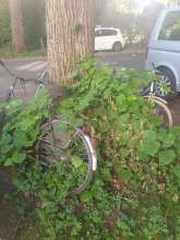 Bild zu gemeldetem Anliegen vom *2025-06-03 06:29:54