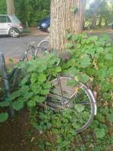 Bild zu gemeldetem Anliegen vom *2025-06-17 08:34:21