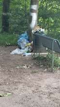Bild zu gemeldetem Anliegen vom *2025-06-25 09:29:10