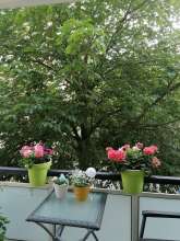 Äste des Baumes ragen auf den Balkon