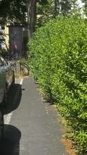 Bild zu gemeldetem Anliegen vom *2025-06-28 12:27:24