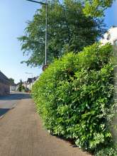Bild zu gemeldetem Anliegen vom *2025-06-12 11:26:46