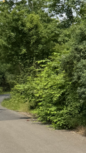 Bild zu gemeldetem Anliegen vom *2025-06-10 15:50:15