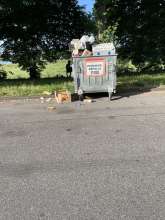 Bild zu gemeldetem Anliegen vom *2025-06-12 09:30:48