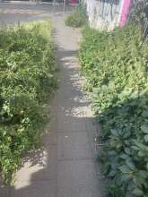 Bild zu gemeldetem Anliegen vom *2025-06-21 18:33:01