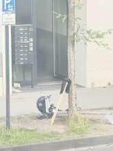 Bild zu gemeldetem Anliegen vom *2025-06-13 07:59:47