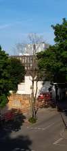 Abgestorbener Baum  2025-06-12 18:27:49