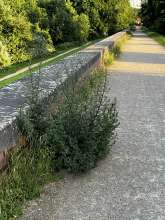 Bild zu gemeldetem Anliegen vom *2025-06-13 18:27:22