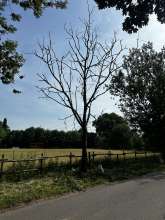 Bild zu gemeldetem Anliegen vom *2025-06-18 09:27:59