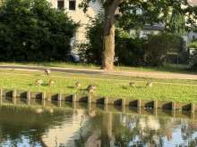 Bild zu gemeldetem Anliegen vom *2025-06-13 19:10:58