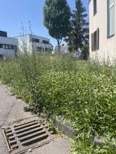 Bild zu gemeldetem Anliegen vom *2025-06-20 12:31:05