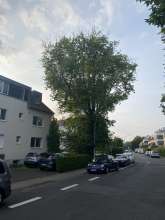 Bild zu gemeldetem Anliegen vom *2025-06-09 18:28:34