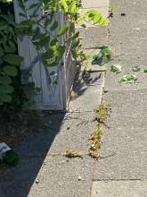 Bild zu gemeldetem Anliegen vom *2025-06-25 06:29:44