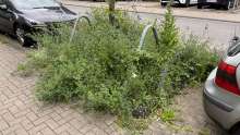 Bild zu gemeldetem Anliegen vom *2025-06-12 06:31:43