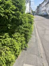 Bild zu gemeldetem Anliegen vom *2025-06-03 15:30:19