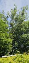 Bild zu gemeldetem Anliegen vom *2025-06-12 15:28:47