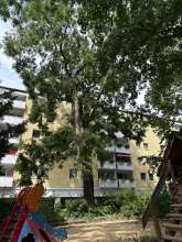 Bild zu gemeldetem Anliegen vom *2025-06-23 15:30:09