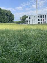 Bild zu gemeldetem Anliegen vom *2025-06-16 15:33:04