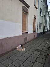 Bild zu gemeldetem Anliegen vom *2025-07-21 15:34:39
