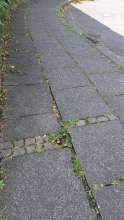Bild zu gemeldetem Anliegen vom *2025-07-15 12:50:35
