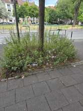 Bild zu gemeldetem Anliegen vom *2025-07-20 12:27:51