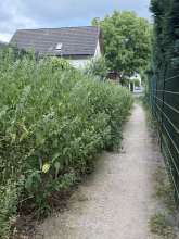 Bild zu gemeldetem Anliegen vom *2025-07-11 15:30:14