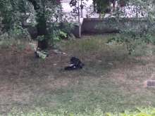 Bild zu gemeldetem Anliegen vom *2025-07-14 21:30:07