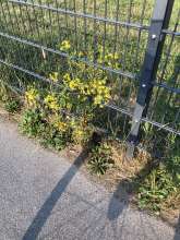 Bild zu gemeldetem Anliegen vom *2025-07-14 18:30:58