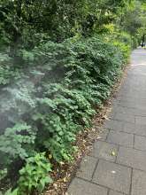 Bild zu gemeldetem Anliegen vom *2025-07-25 09:30:09
