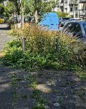 Bild zu gemeldetem Anliegen vom *2025-07-31 12:27:29
