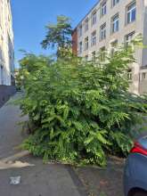 Bild zu gemeldetem Anliegen vom *2025-08-19 08:49:14