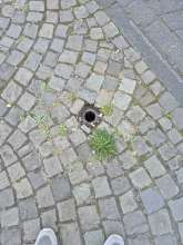 Bild zu gemeldetem Anliegen vom *2025-08-19 09:04:24