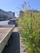 Bild zu gemeldetem Anliegen vom *2025-08-12 20:52:35