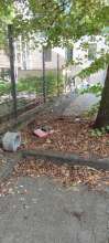Bild zu gemeldetem Anliegen vom *2025-08-09 15:29:23