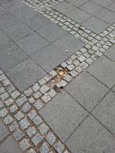 Bild zu gemeldetem Anliegen vom *2025-08-12 12:31:30