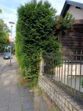 Ecke Eichenforst/Thielenbrucher Allee 44 ist der Gehweg sehr zugewachsen von einer Hecke. *2025-08-08 12:30:16