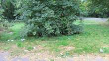 Bild zu gemeldetem Anliegen vom *2025-08-17 12:52:12