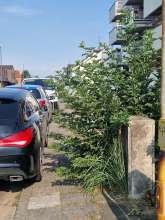 Bild zu gemeldetem Anliegen vom *2025-08-12 15:30:41