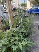 Bild zu gemeldetem Anliegen vom *2025-08-01 09:30:54