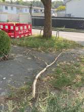 Bild zu gemeldetem Anliegen vom *2025-08-13 16:30:09
