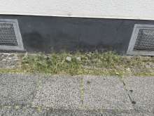 Bild zu gemeldetem Anliegen vom *2025-08-12 06:31:11