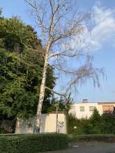 Abgestorbene Birke am Spielplatz - siehe Bild zu gemeldetem Anliegen vom *2025-08-05 15:30:37