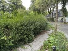 Bild zu gemeldetem Anliegen vom *2025-08-08 18:27:52