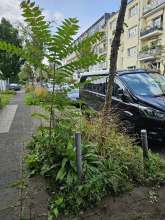 Bild zu gemeldetem Anliegen vom *2025-08-13 12:34:15