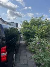 Bild zu gemeldetem Anliegen vom *2025-08-05 09:27:56