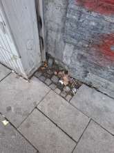Bild zu gemeldetem Anliegen vom *2025-09-02 06:32:34