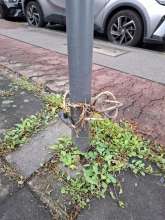 Bild zu gemeldetem Anliegen vom *2025-09-25 09:36:44