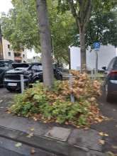 Bild zu gemeldetem Anliegen vom *2025-09-25 09:36:44