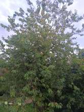 Bild zu gemeldetem Anliegen vom *2025-09-20 12:27:23